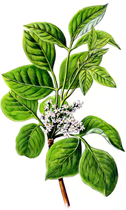 Rhus toxicodendron