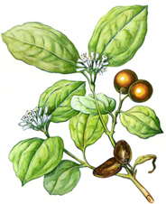 Nux Vomica